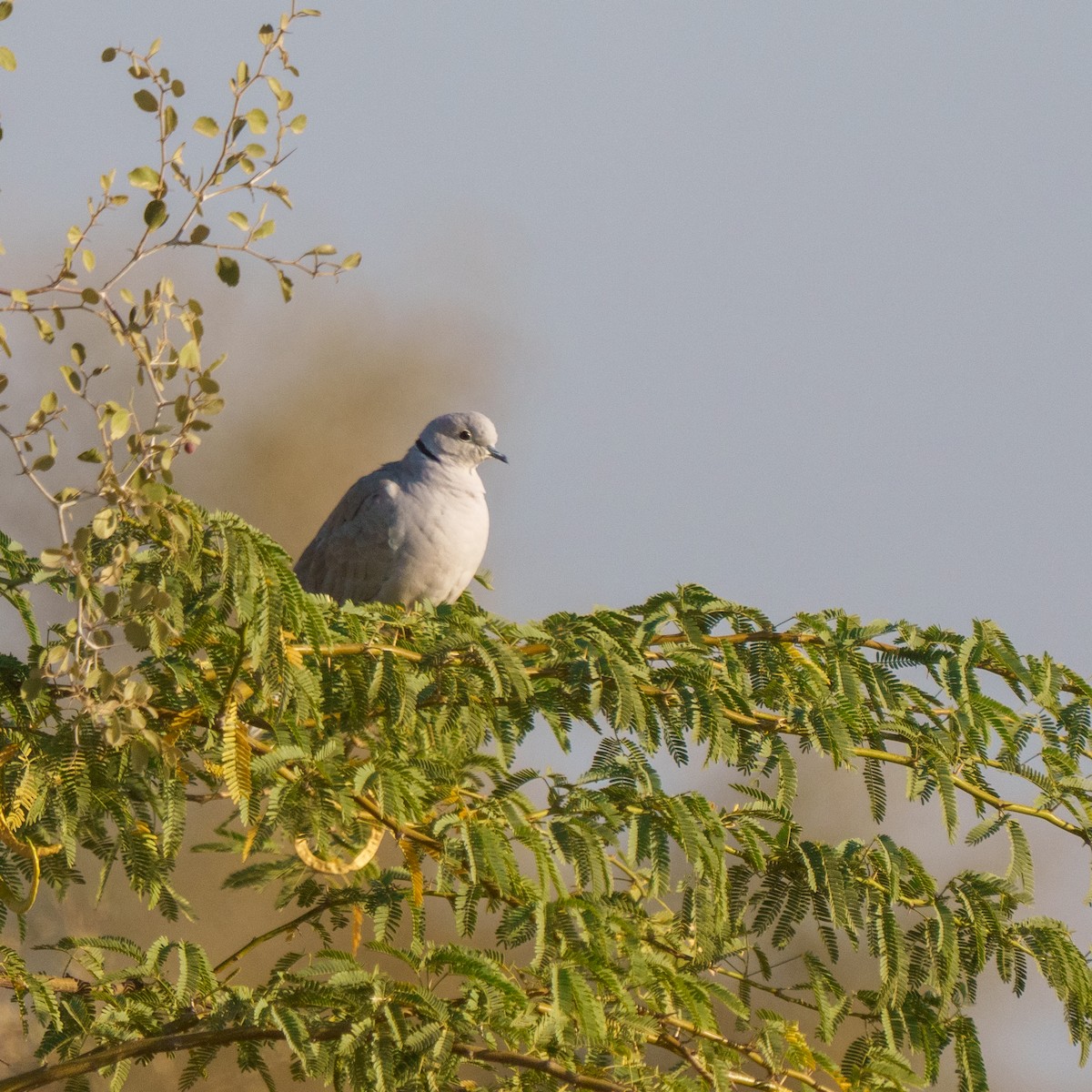 Eurasian Collared-Dove - ML647278780