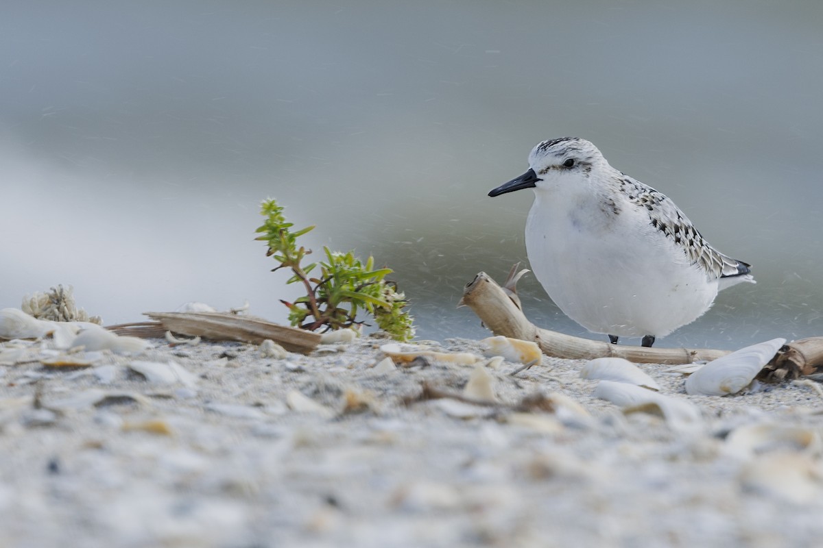 Sanderling - ML647278781