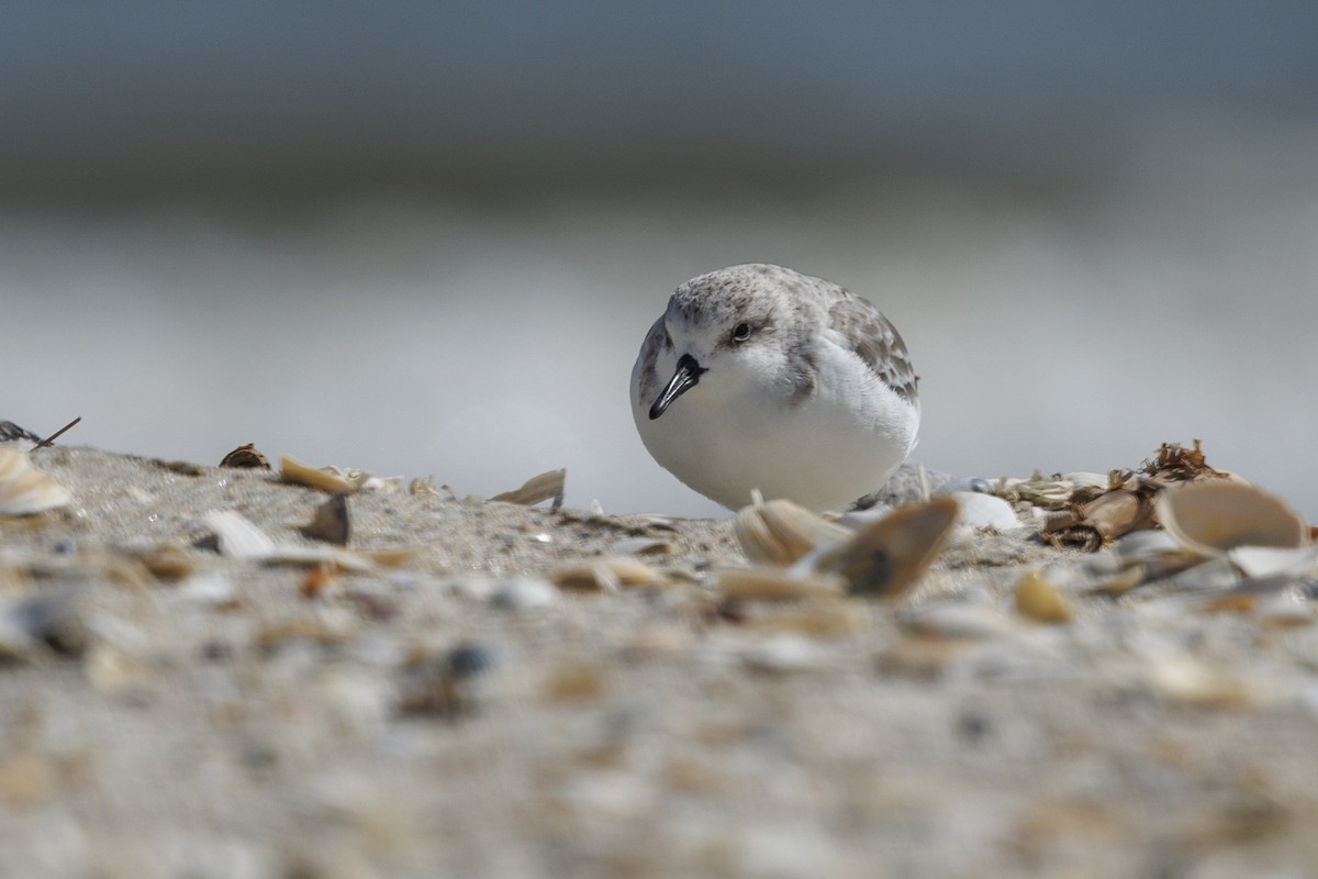 Sanderling - ML647278782