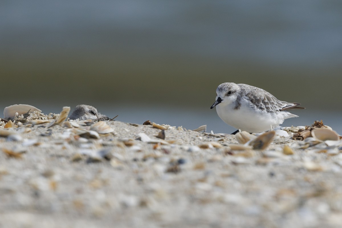 Sanderling - ML647278783