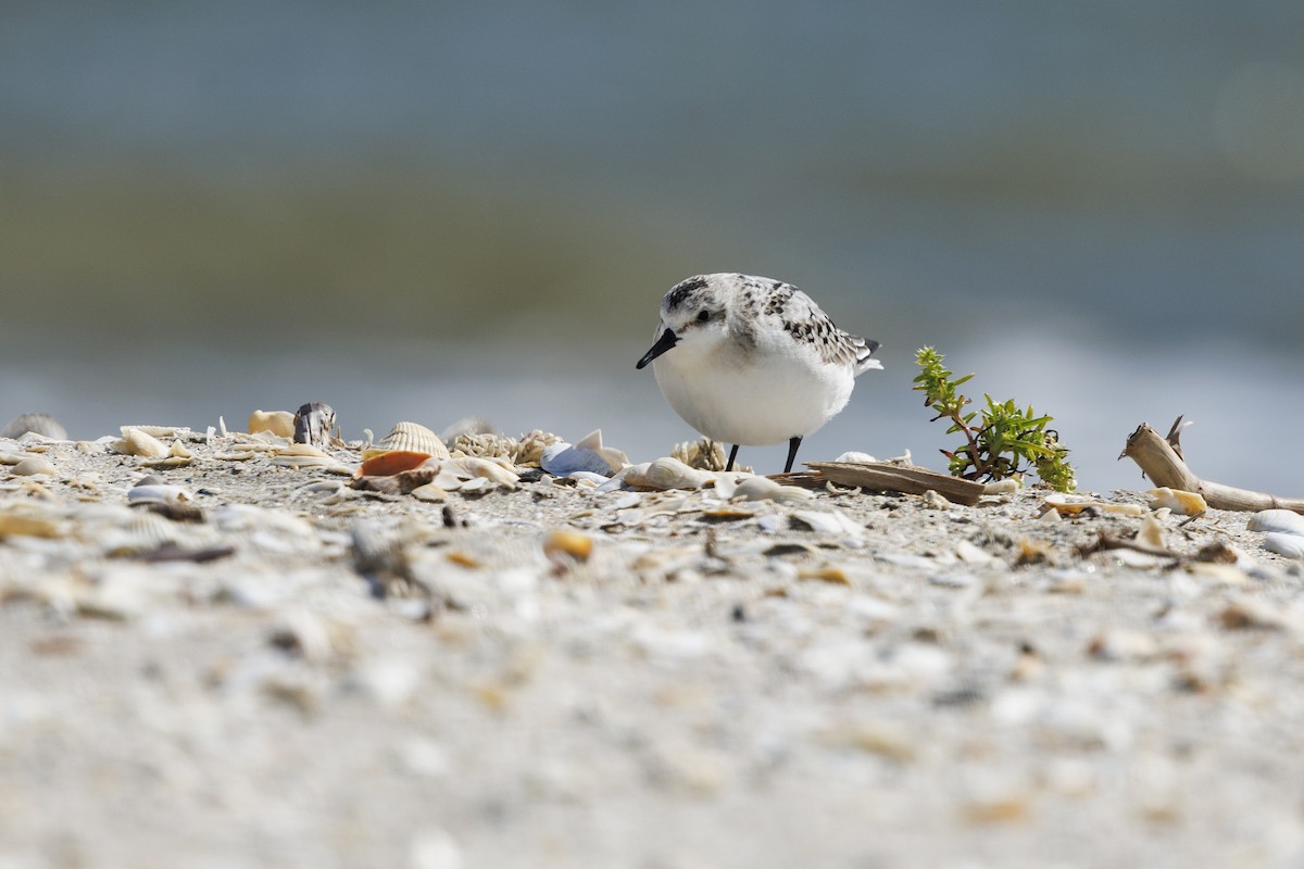 Sanderling - ML647278784