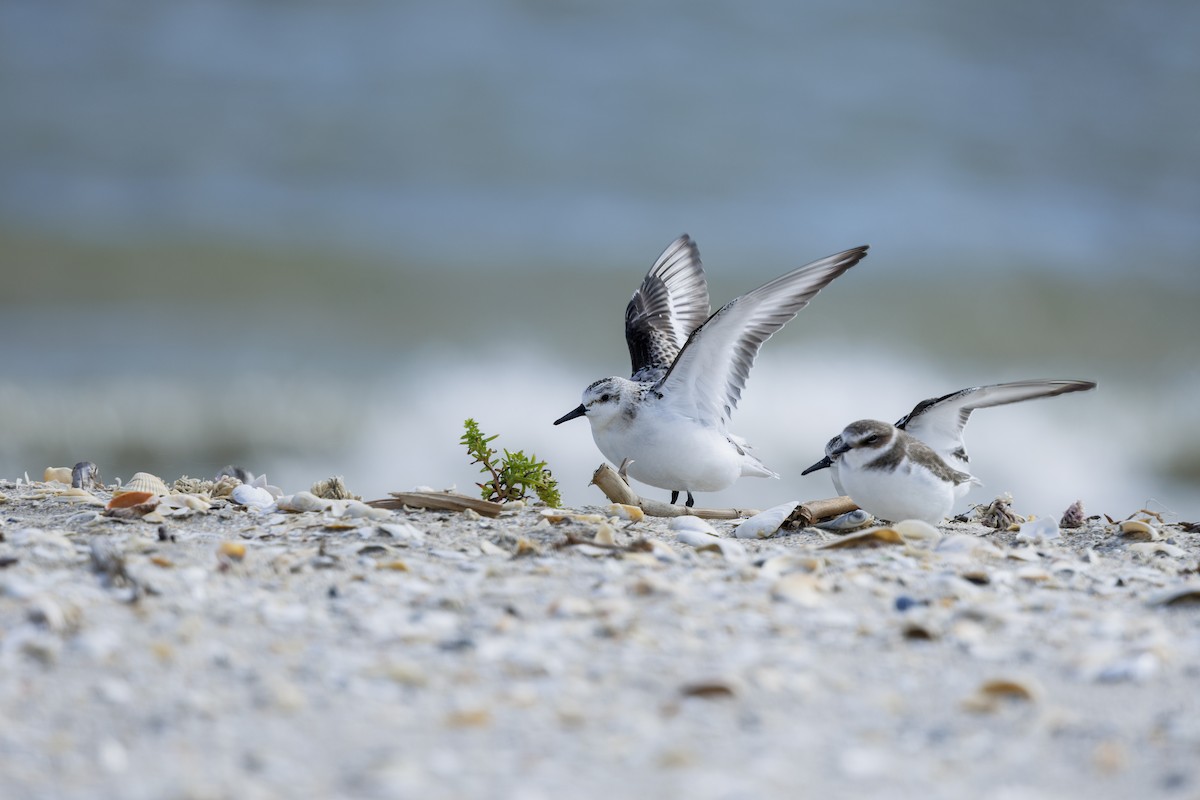 Sanderling - ML647278785