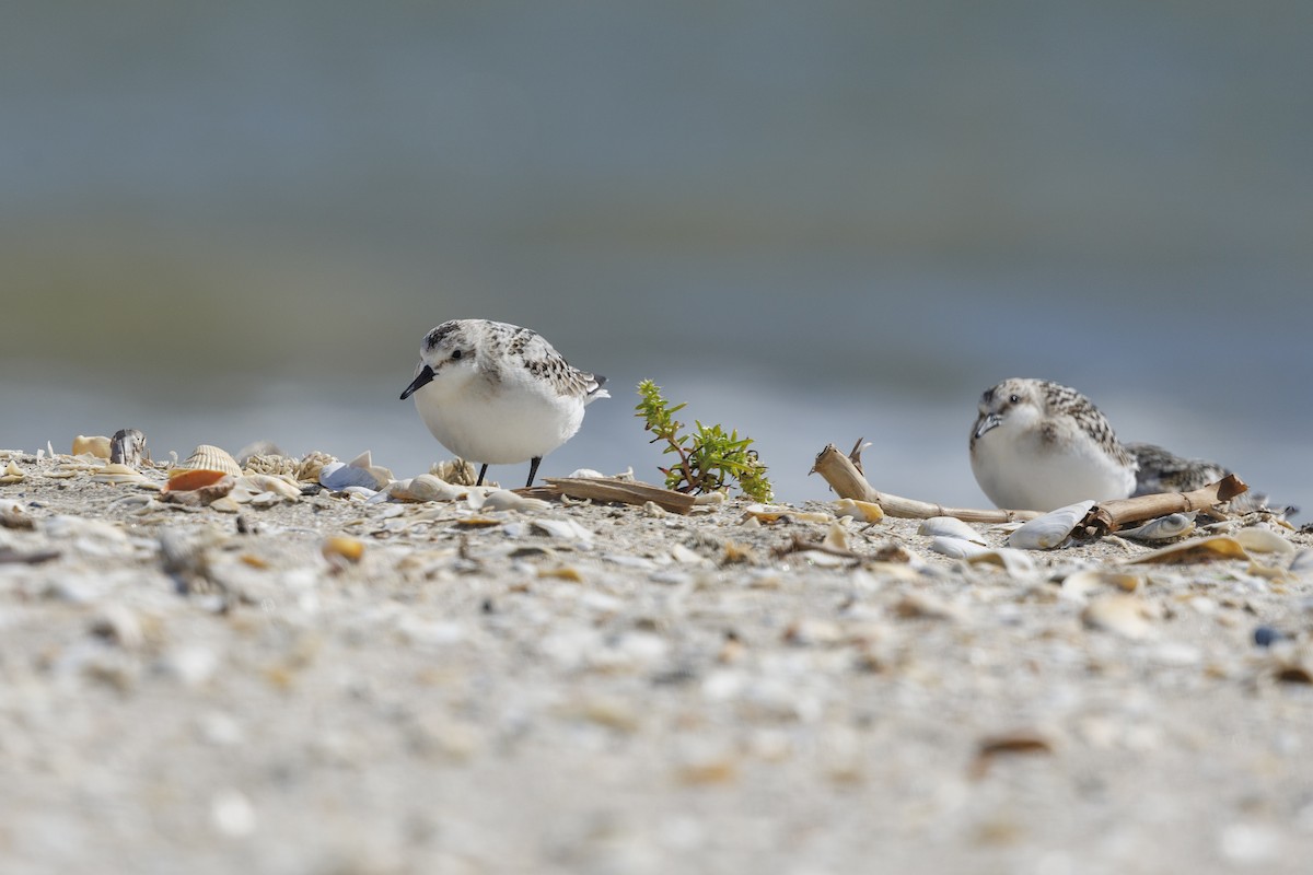 Sanderling - ML647278786