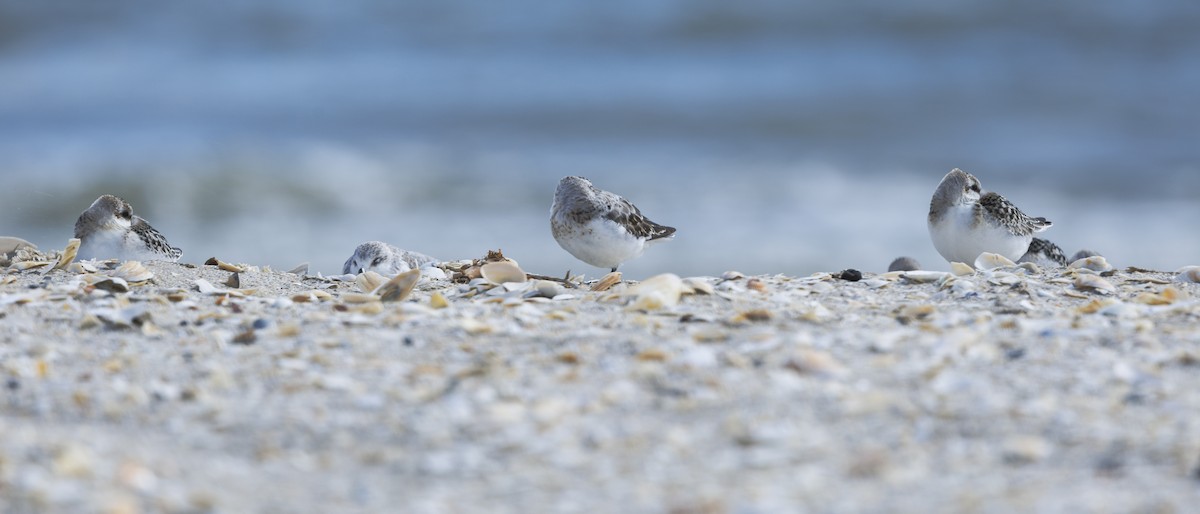Sanderling - ML647278787