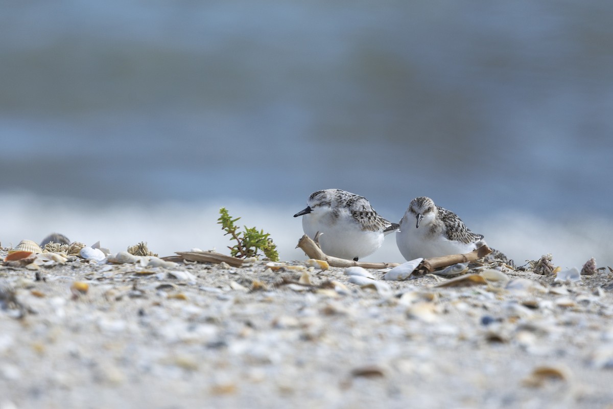 Sanderling - ML647278788