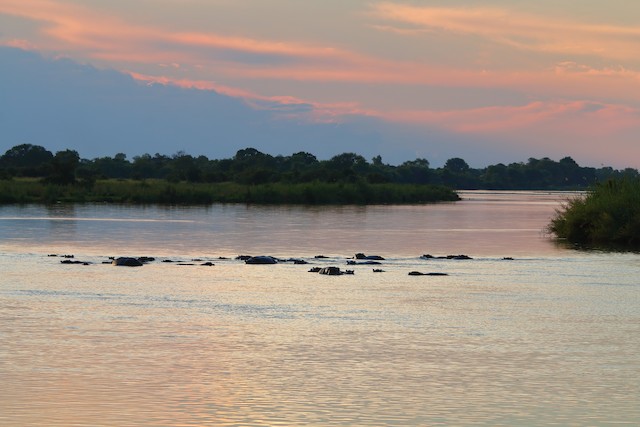 Ngepi Camp, Okavango, Namibia - eBird Hotspot