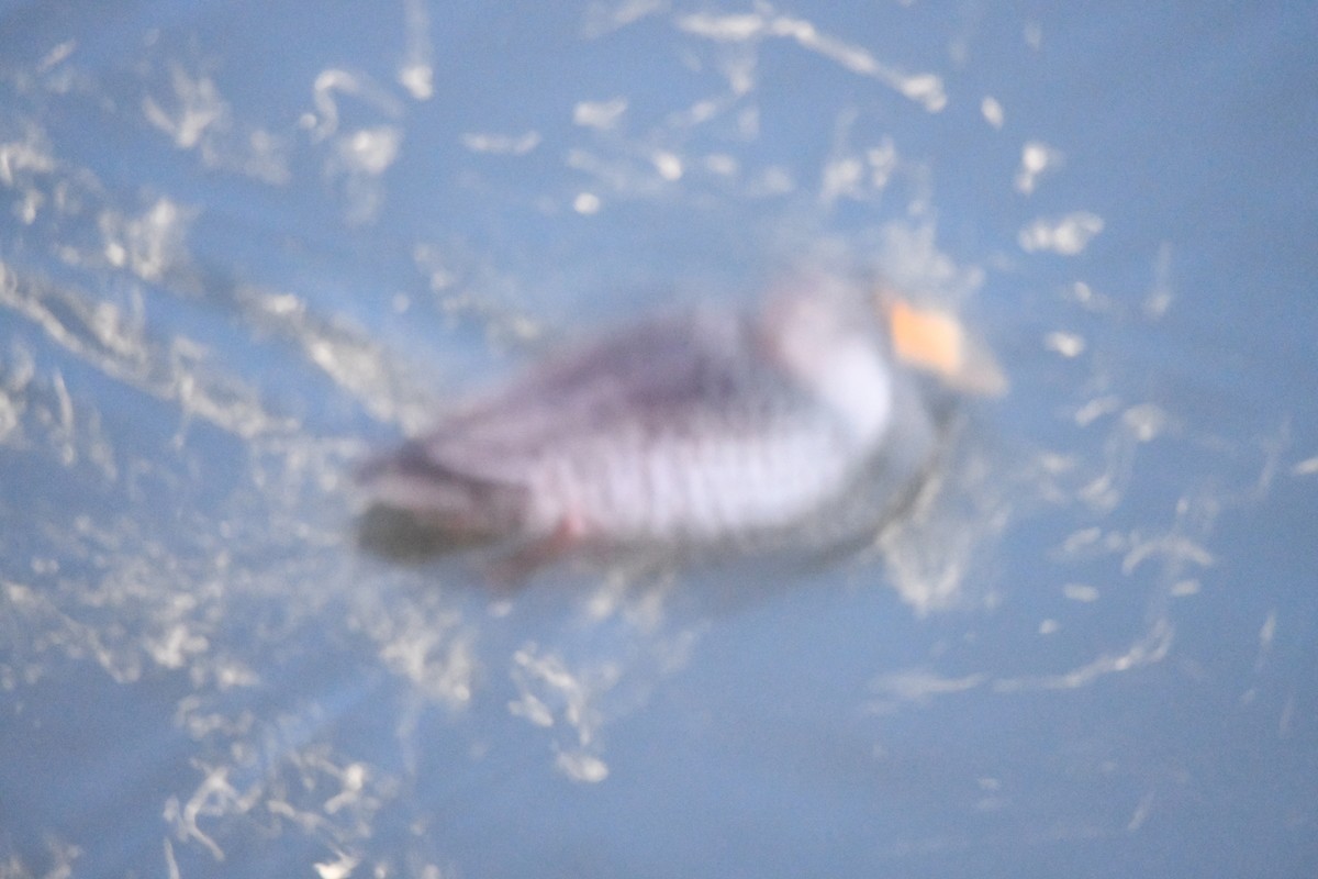 Yellow-billed Duck - ML647278796