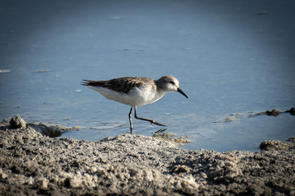 Одой элсэг - ML647278798