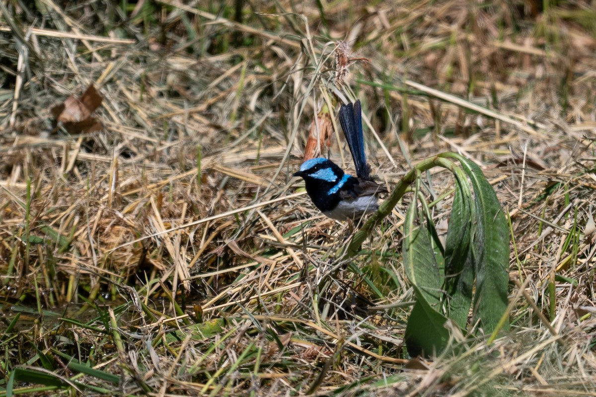 Superb Fairywren - ML647278807
