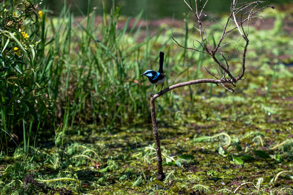 Superb Fairywren - ML647278808