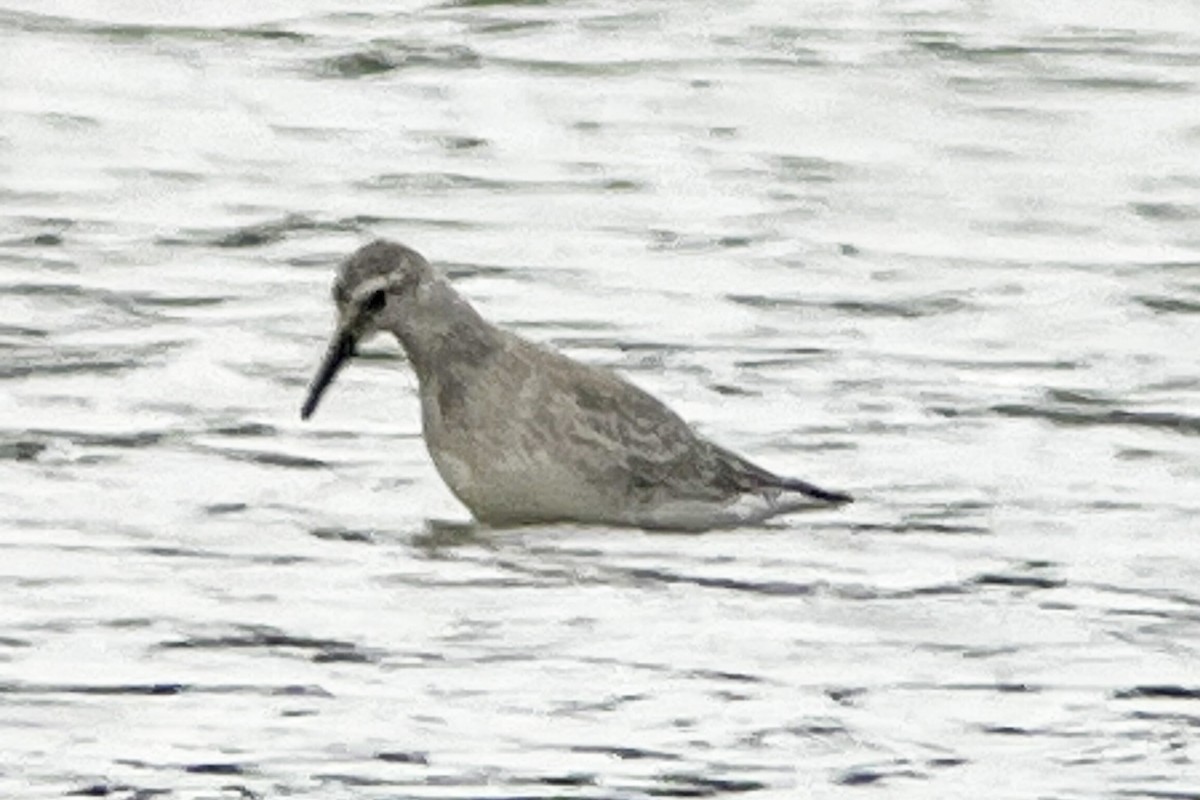 Bécasseau maubèche - ML647278809