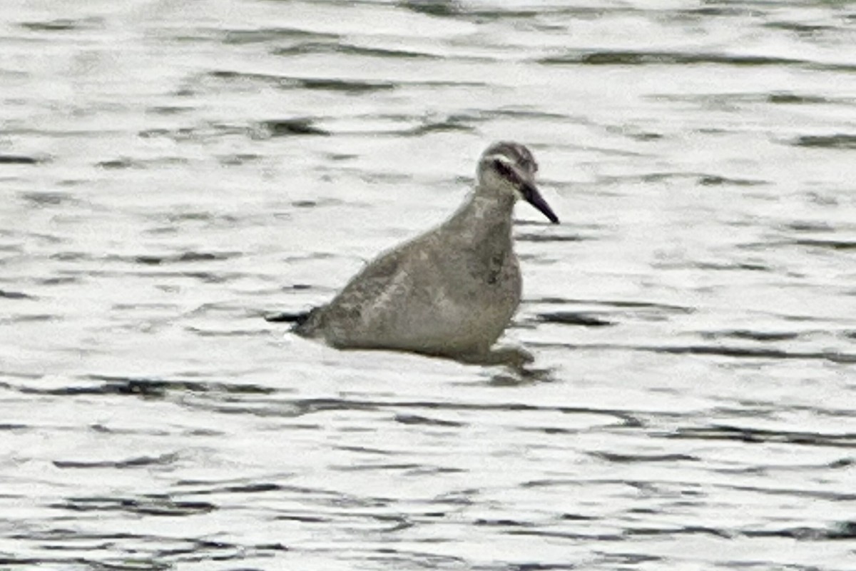 Bécasseau maubèche - ML647278810