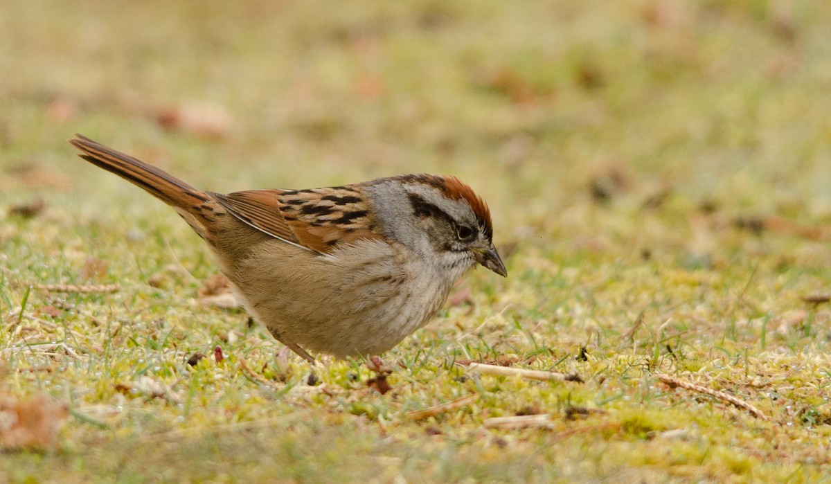 Swamp Sparrow - ML647278814