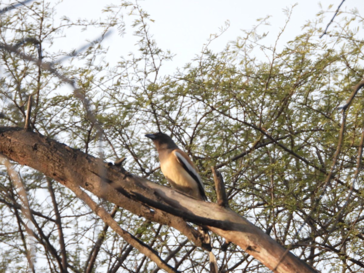 Rufous Treepie - ML647278819