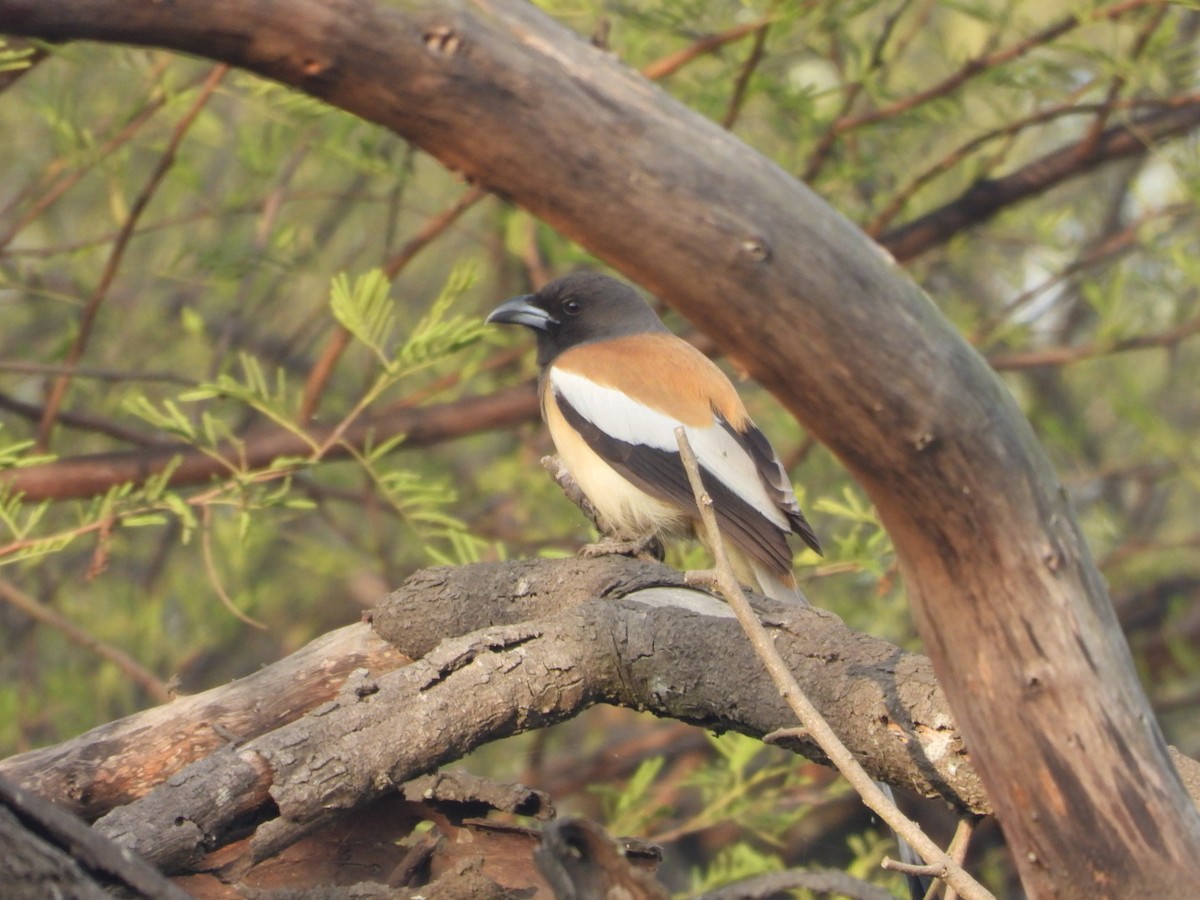 Rufous Treepie - ML647278820