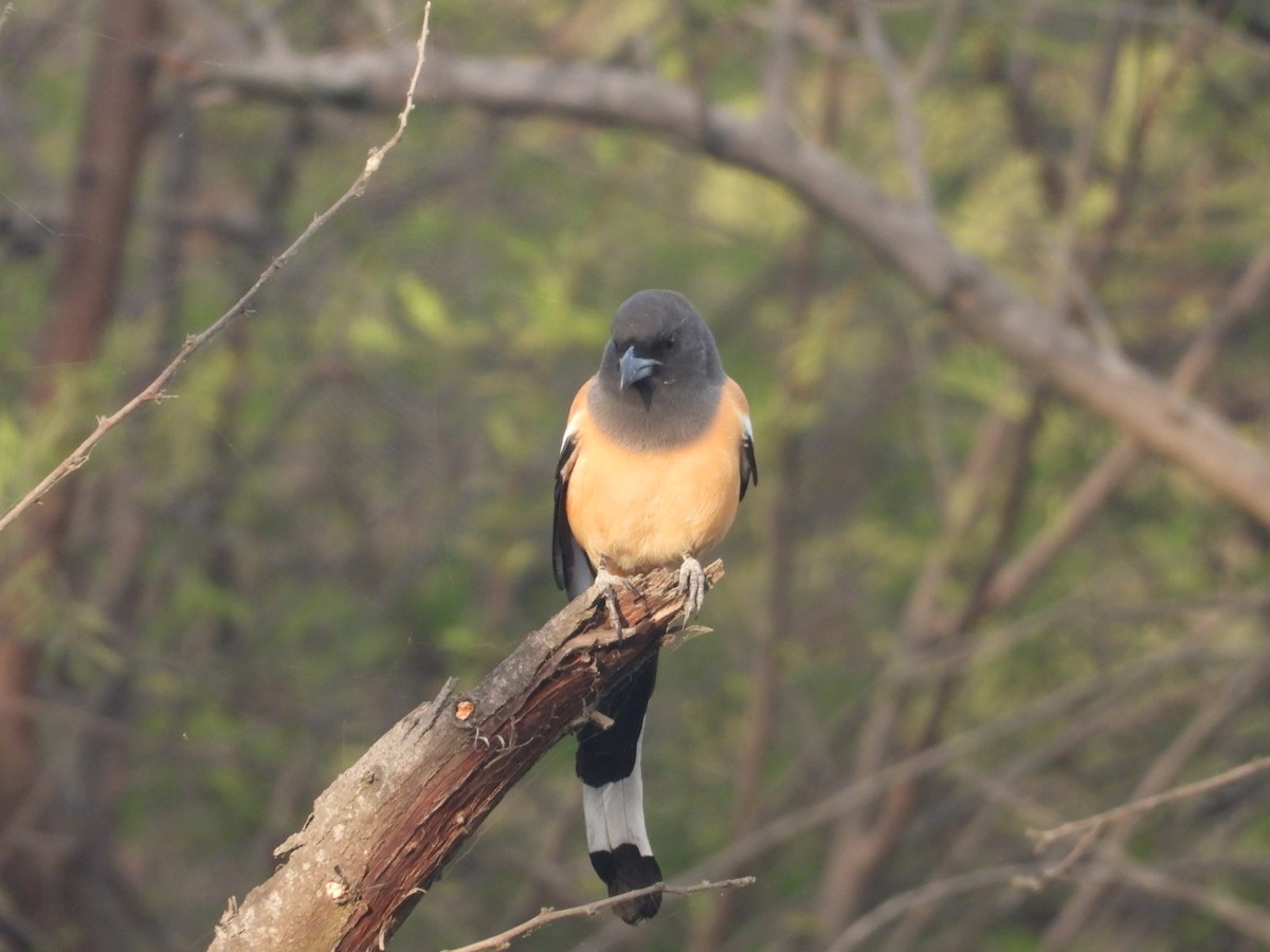 Rufous Treepie - ML647278821