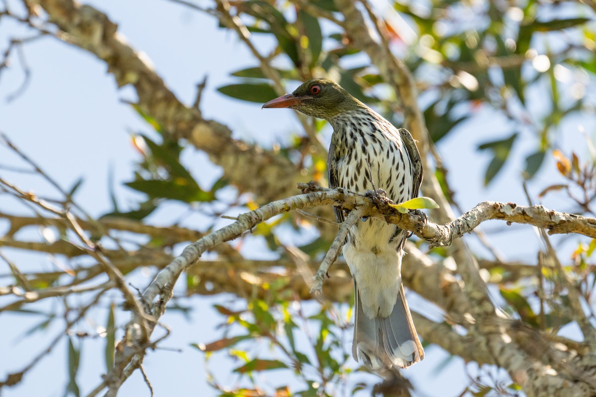 Olive-backed Oriole - ML647278823