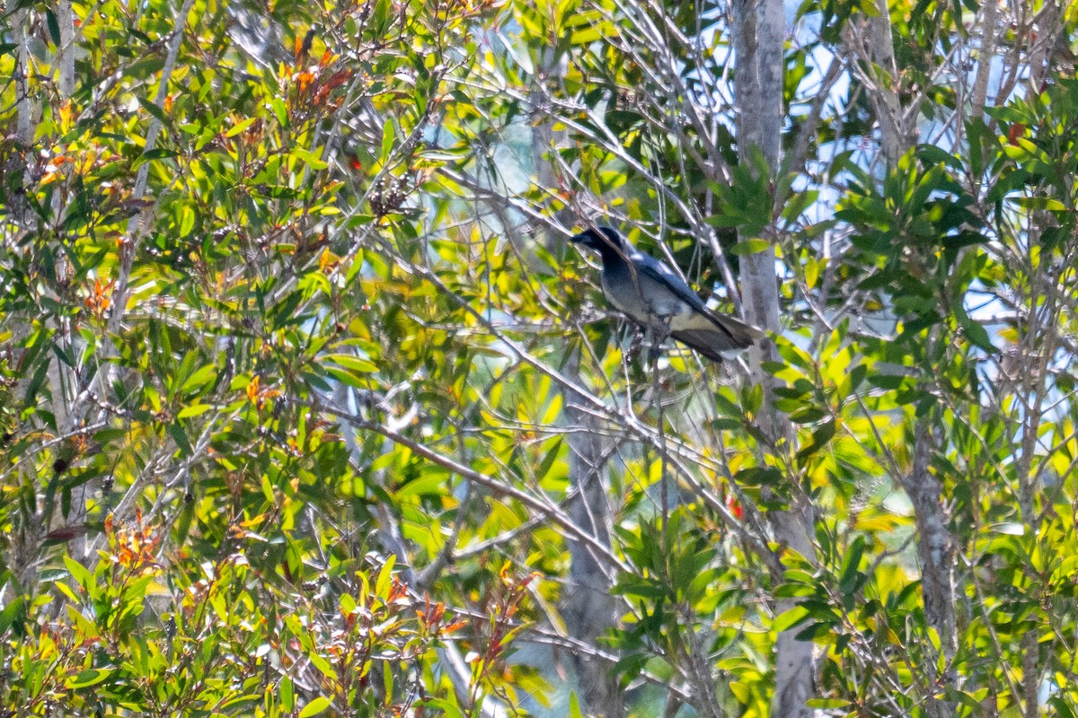 Black-faced Cuckooshrike - ML647278837