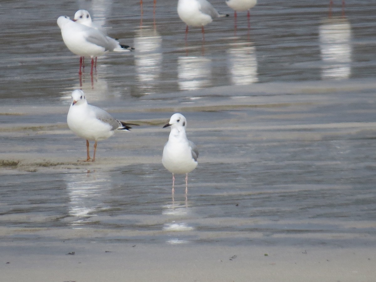Bonaparte's Gull - ML647278838