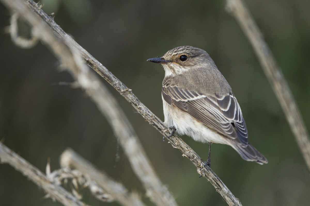 Spotted Flycatcher - ML647278840