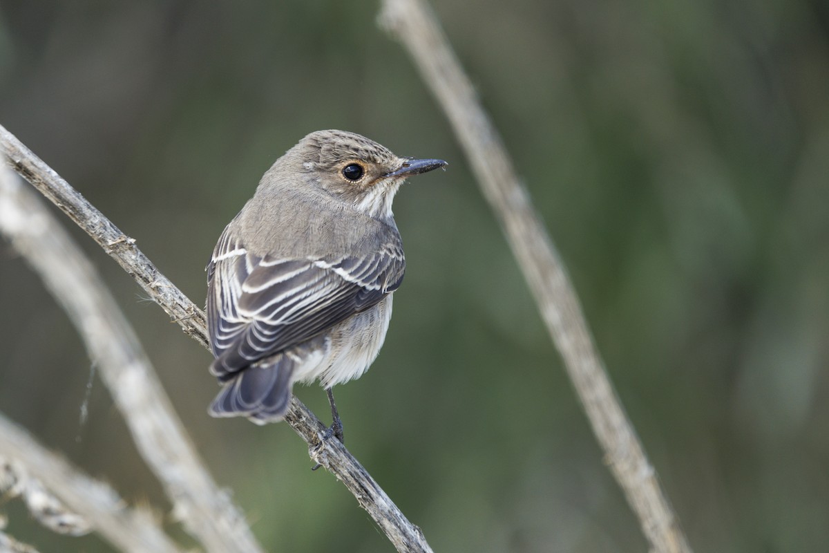 Spotted Flycatcher - ML647278841