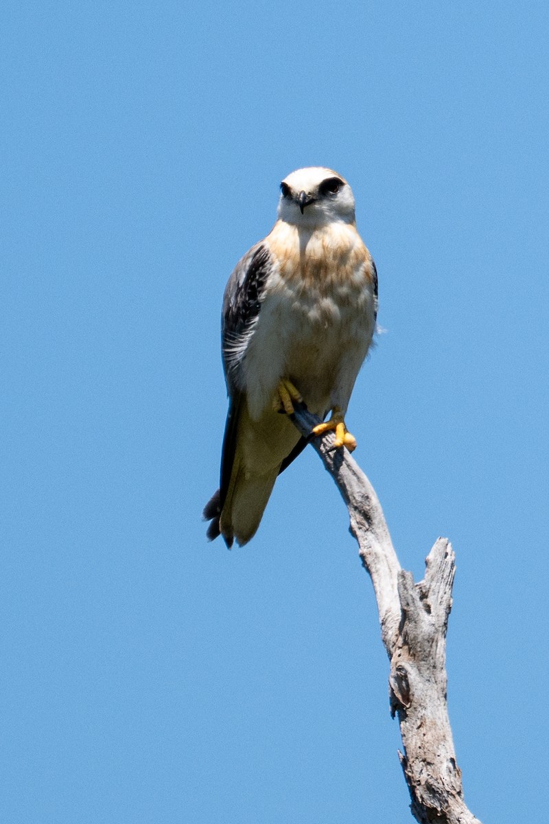Black-shouldered Kite - ML647278842