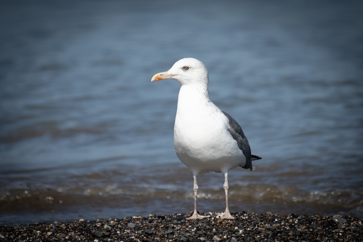 ニシセグロカモメ - ML647278845