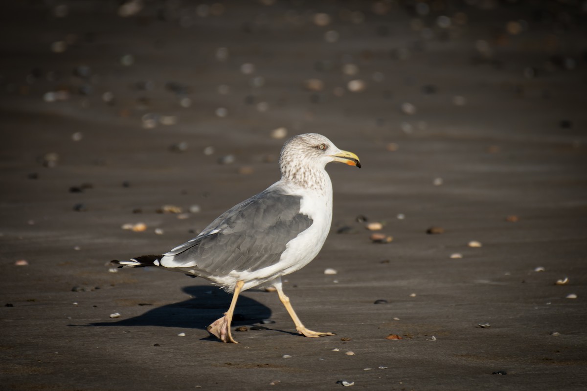 ニシセグロカモメ - ML647278846