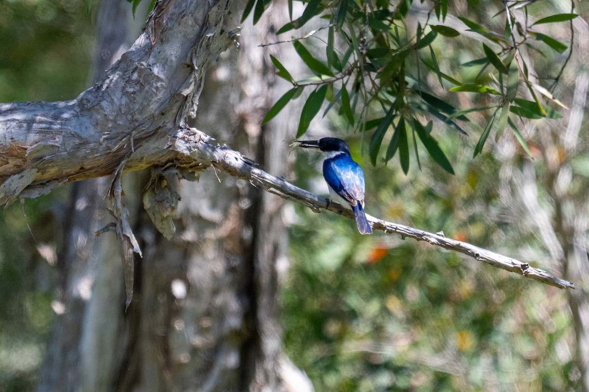 Forest Kingfisher - ML647278848