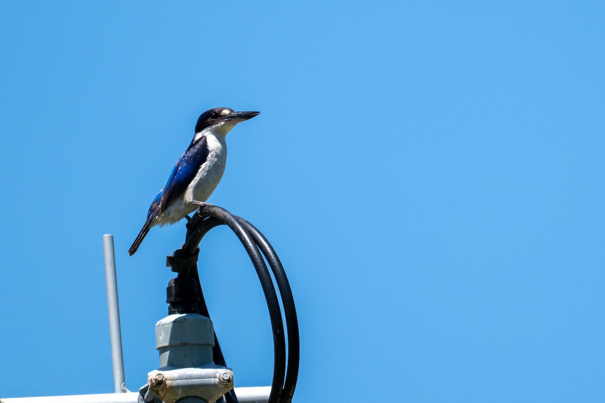 Forest Kingfisher - ML647278849