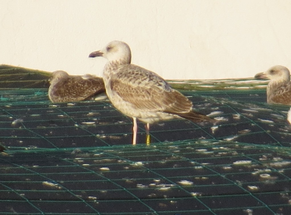 Caspian Gull - ML647278858
