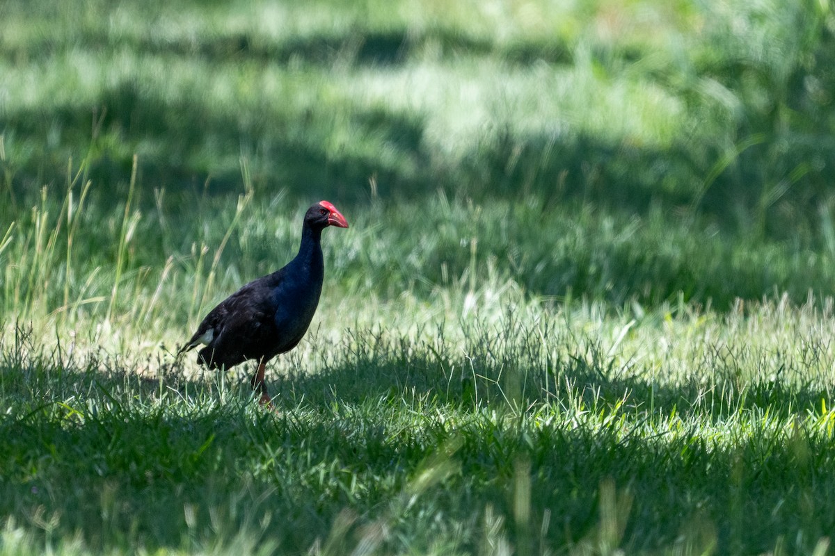 Australasian Swamphen - ML647278859