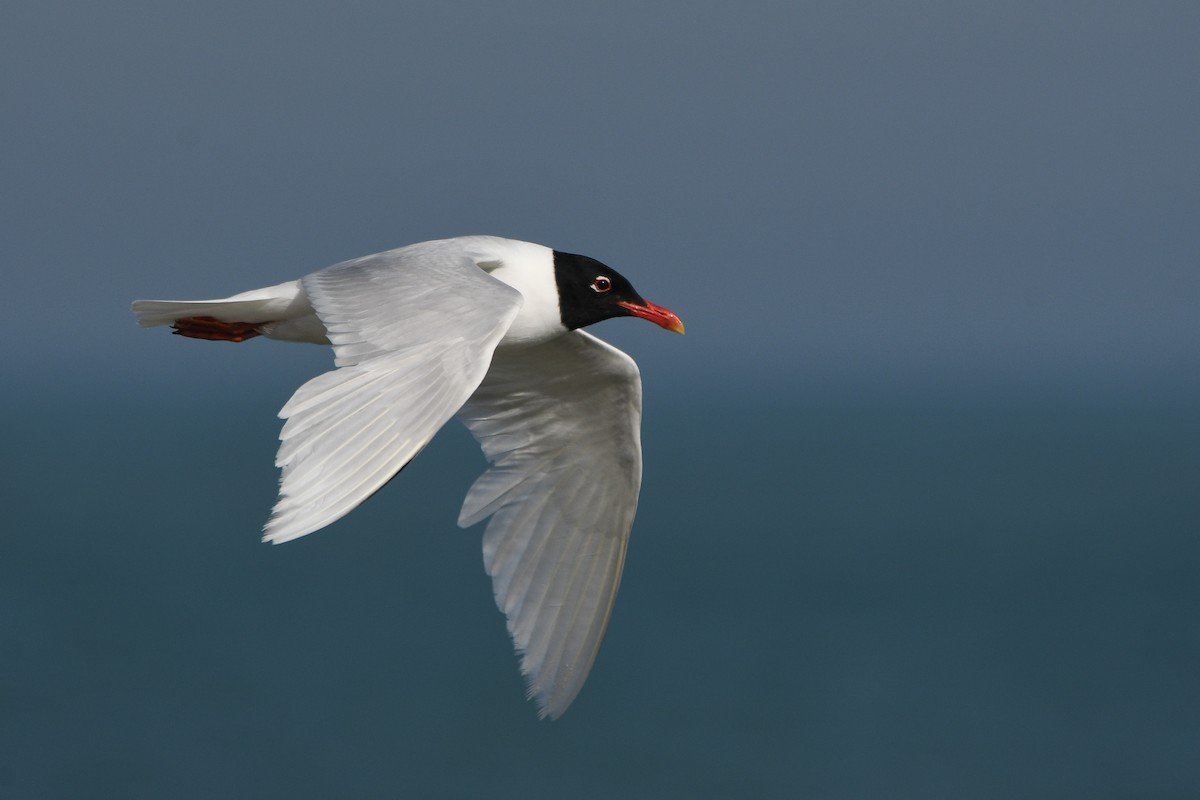 Mediterranean Gull - ML647278860