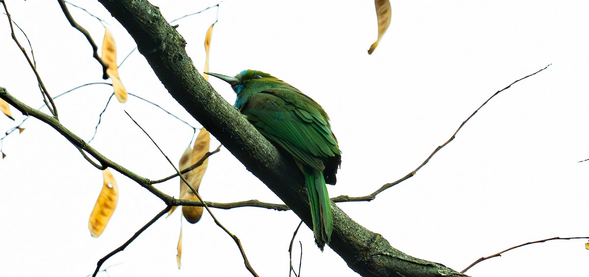 Blue-bearded Bee-eater - ML647278862