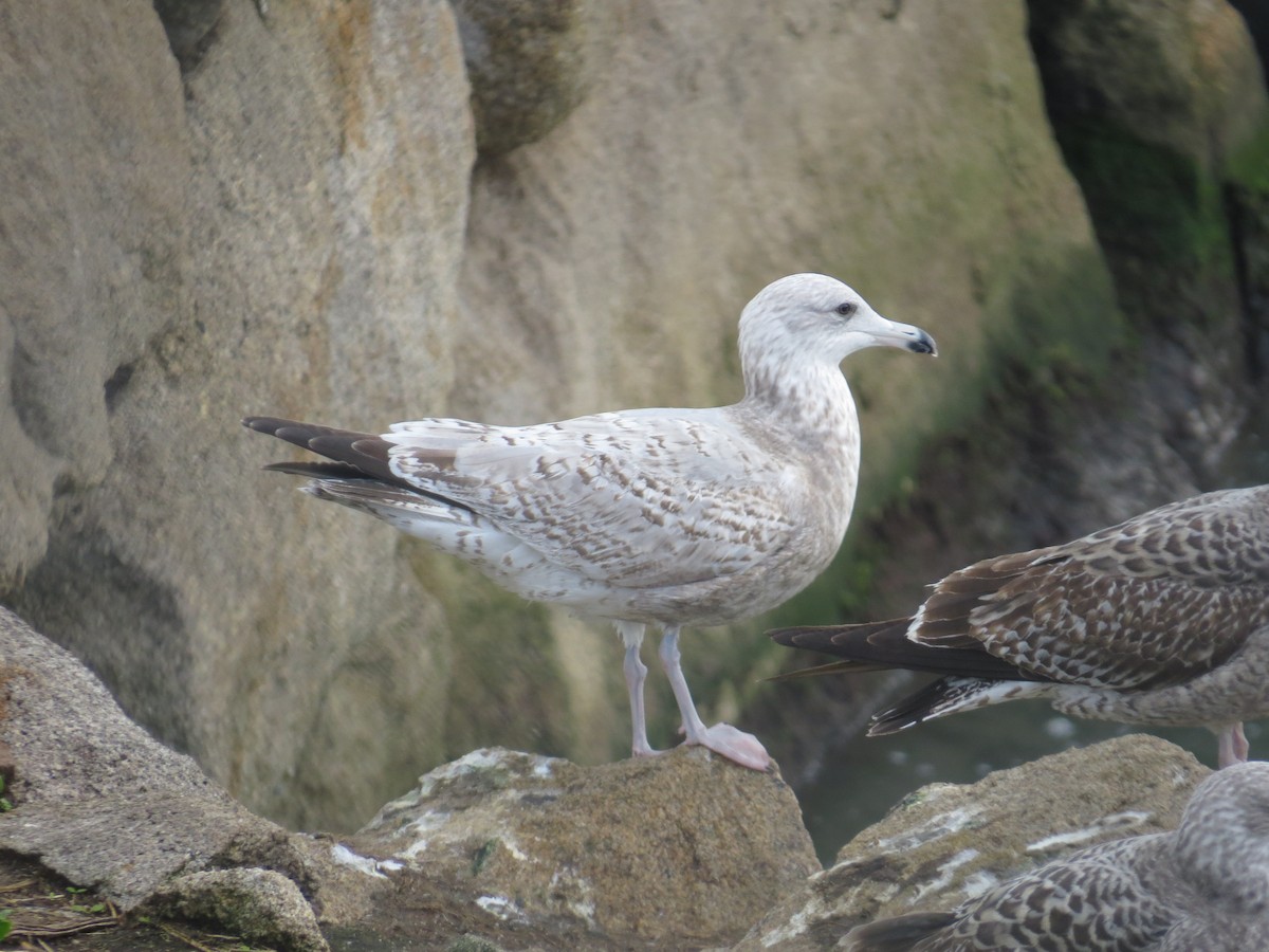 European Herring Gull - ML647278865