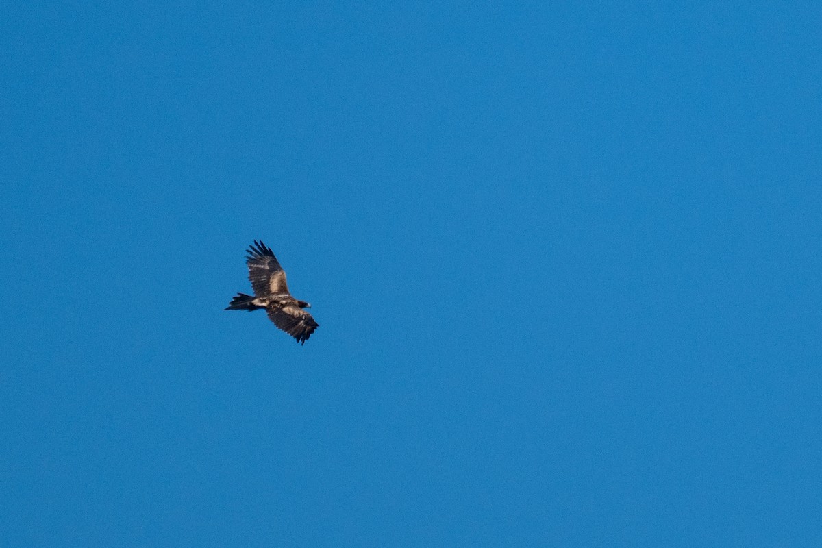 Wedge-tailed Eagle - ML647278866