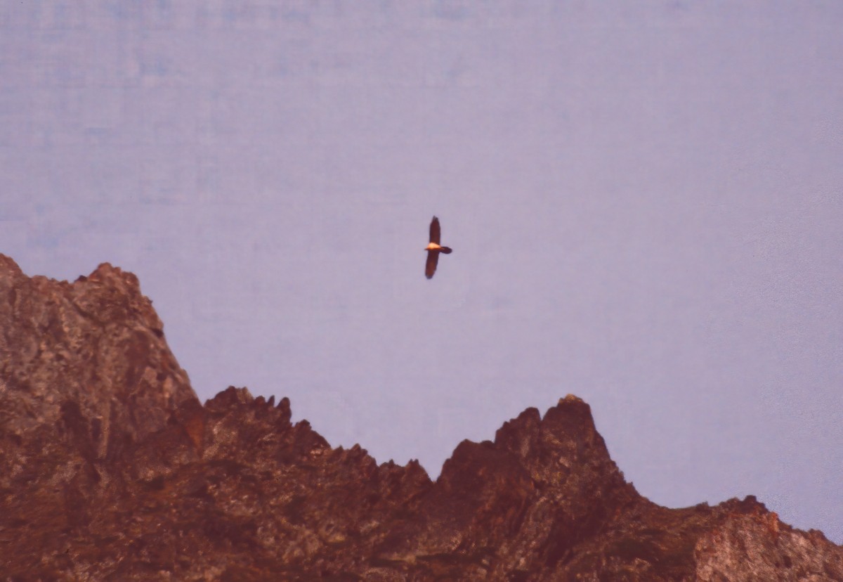 orlosup bradatý (ssp. barbatus) - ML647278872