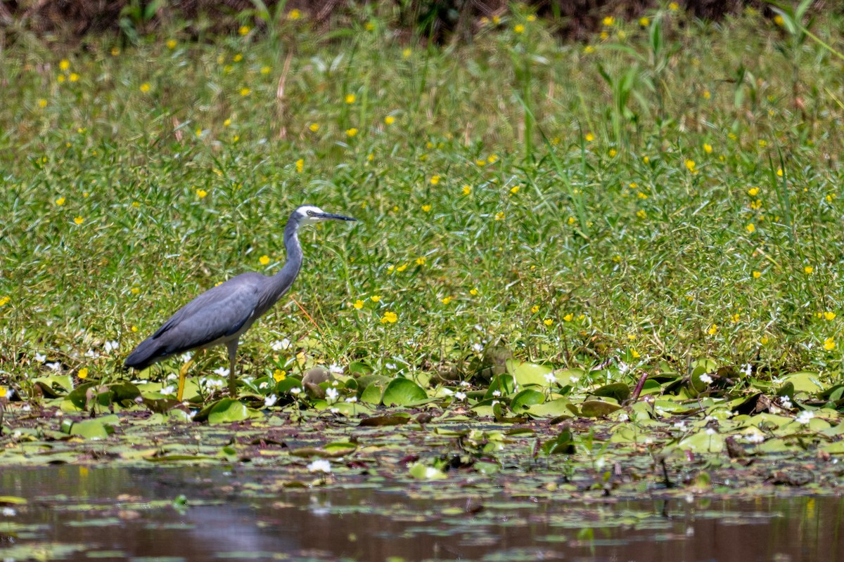 White-faced Heron - ML647278874