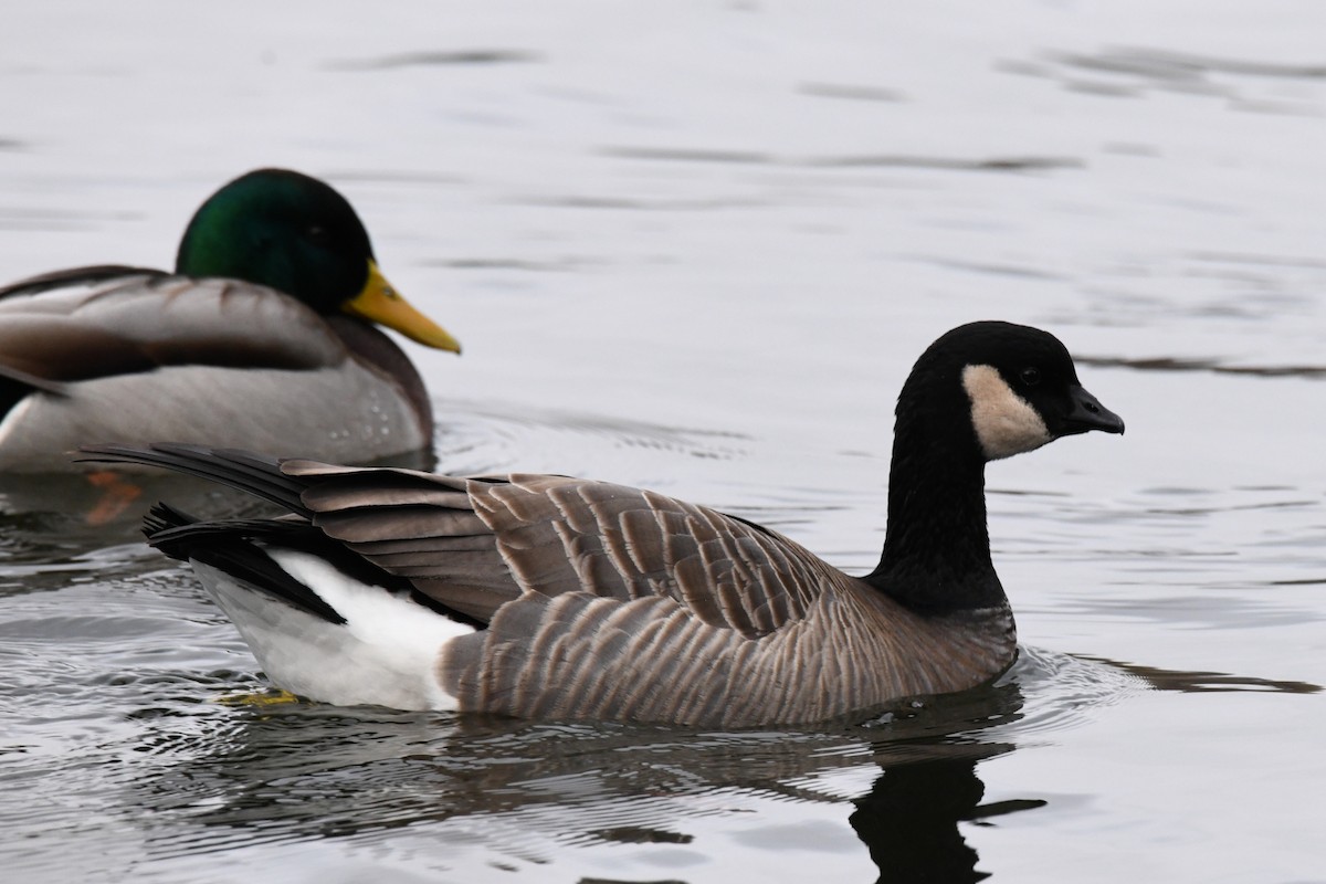 Cackling Goose - ML647278883