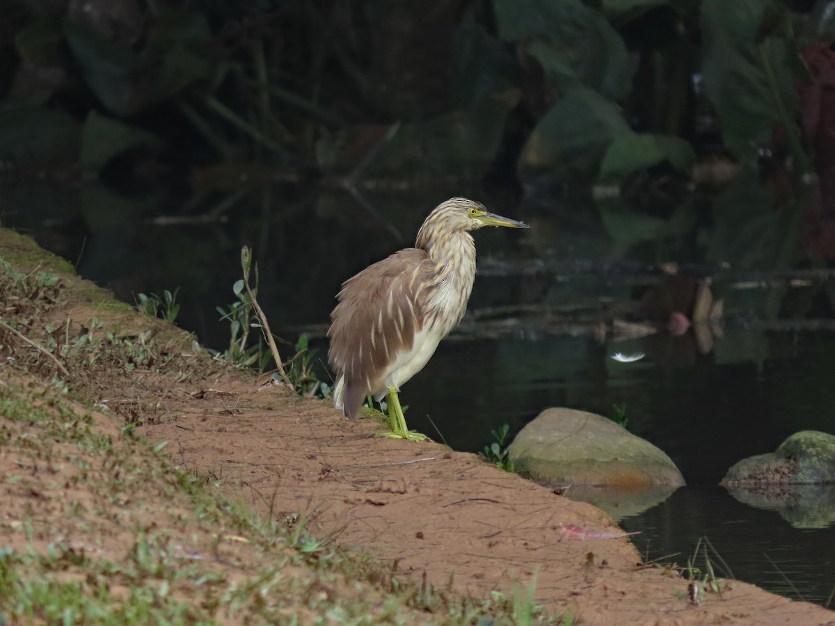 Indian Pond-Heron - ML647278888