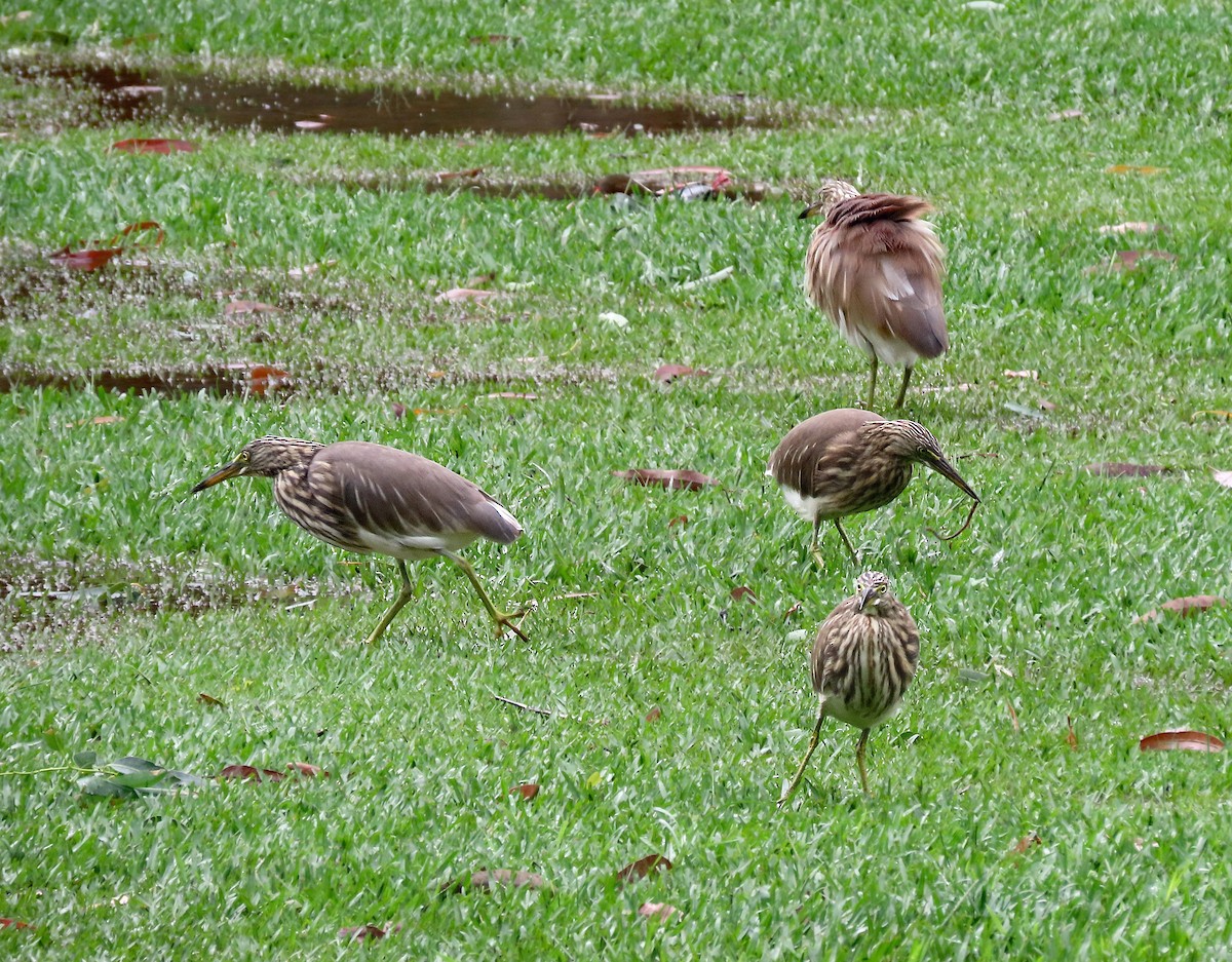 Indian Pond-Heron - ML647278891