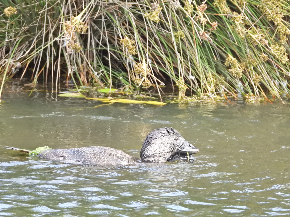 Musk Duck - ML647278892