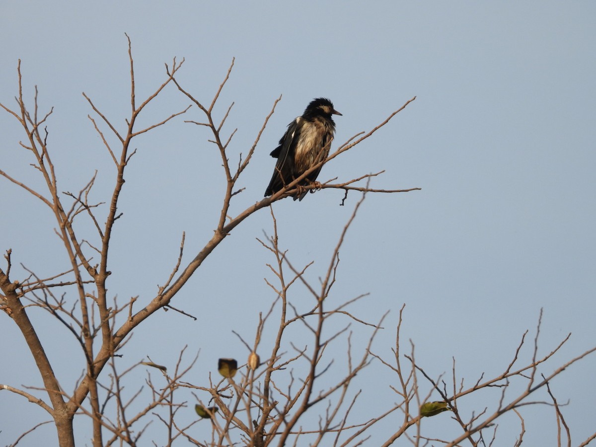 Indian Pied Starling - ML647278893