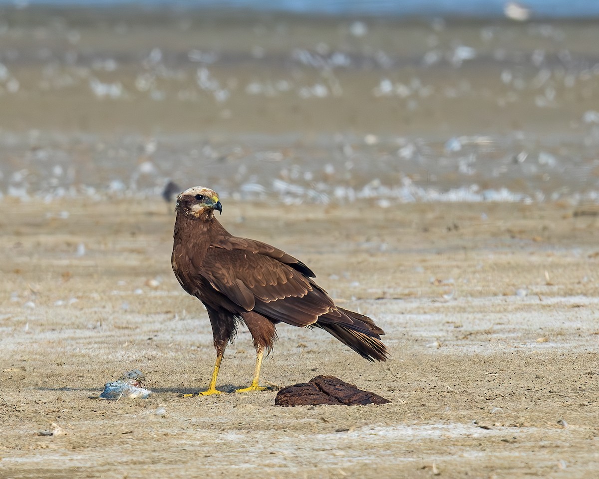 西方澤鵟 - ML647278894