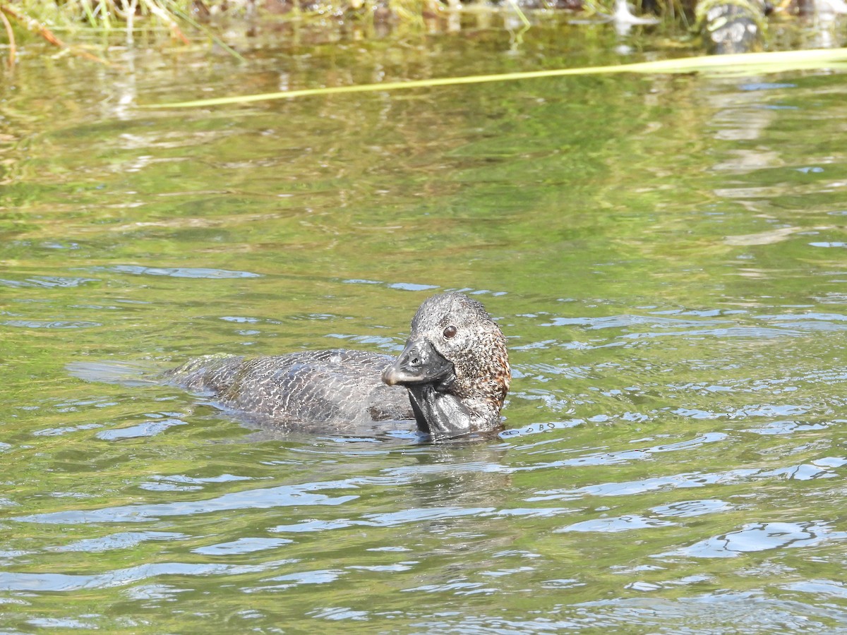 Musk Duck - ML647278896