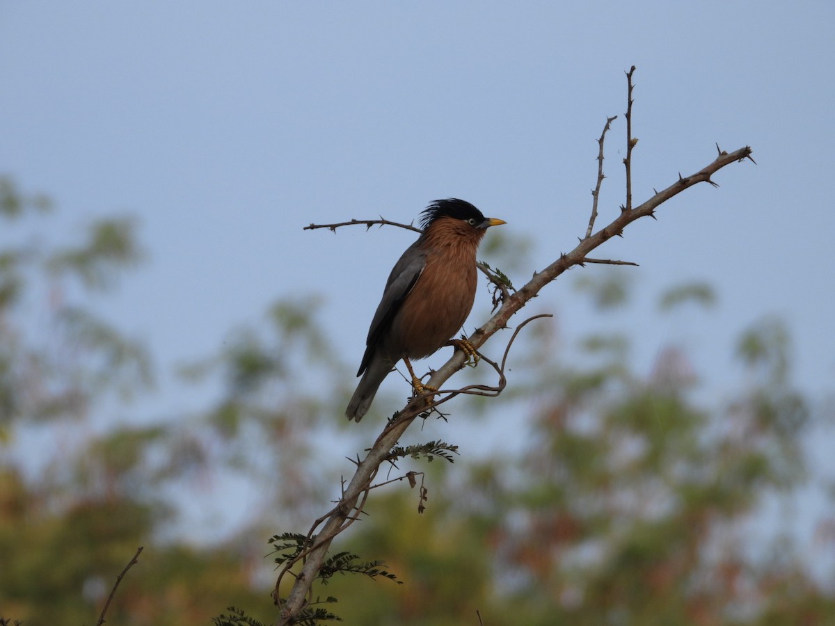 黑冠椋鳥 - ML647278897