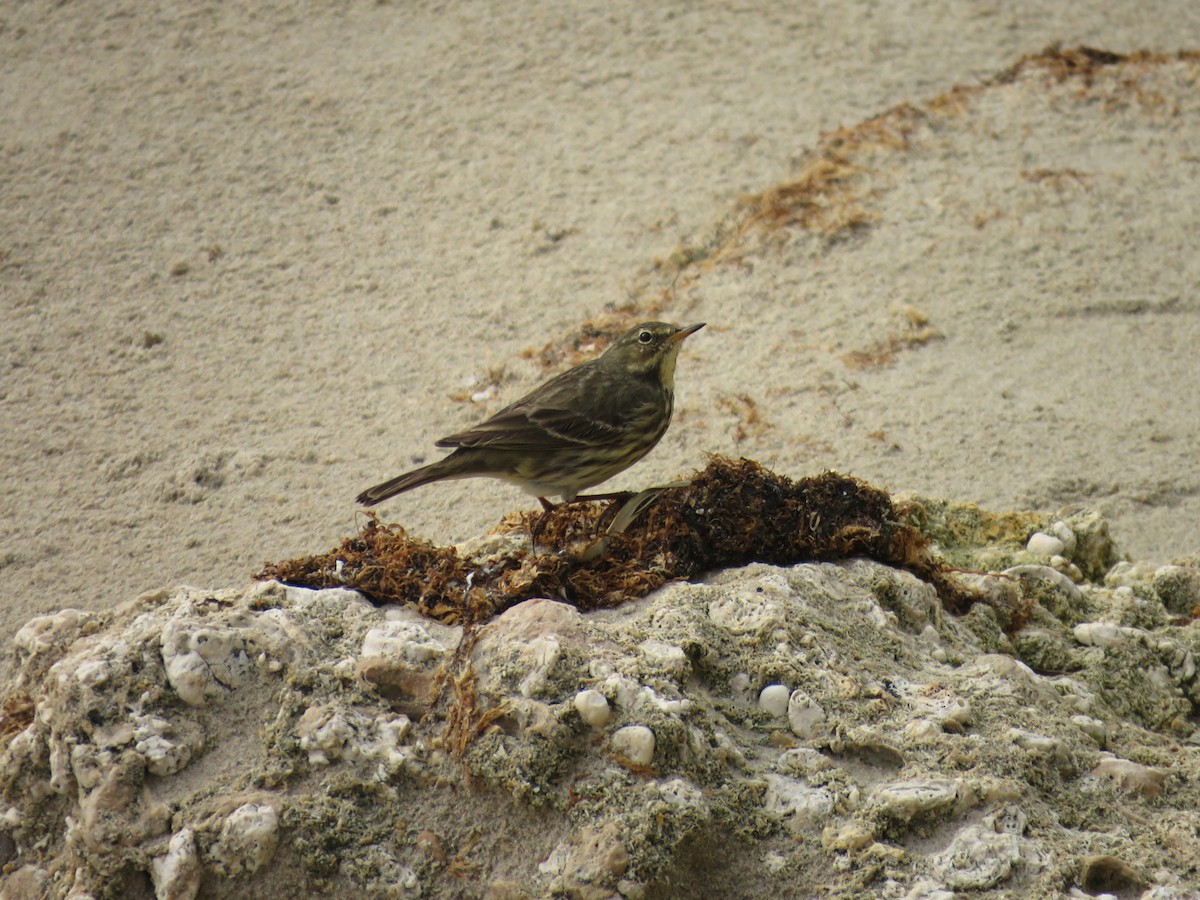 Rock Pipit - ML647278898
