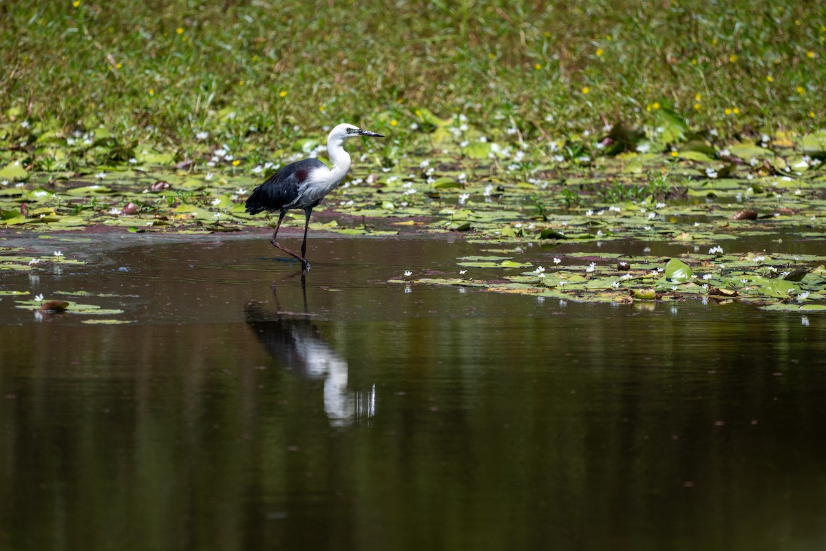 Pacific Heron - ML647278899
