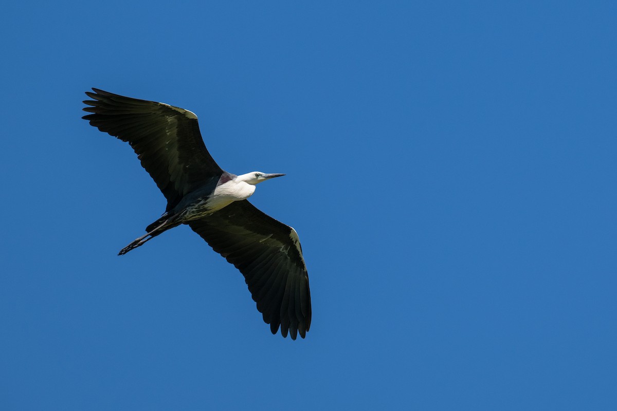 Pacific Heron - ML647278900
