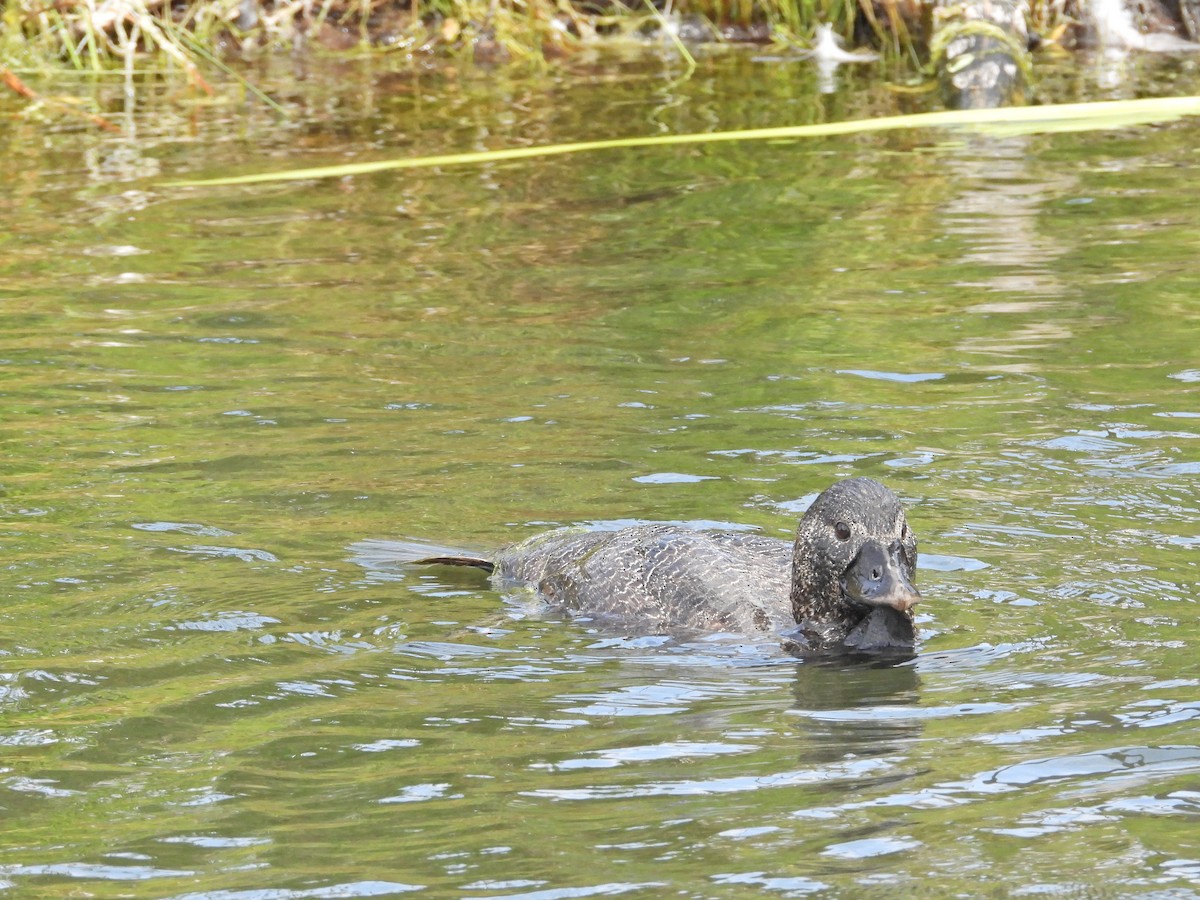 Musk Duck - ML647278901